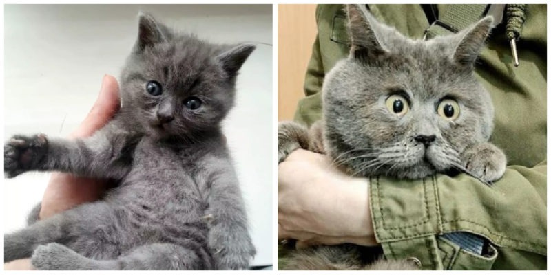 The kitten is famous for his infinitely surprised facial expression: he is pleased ➤ Buzzday.info