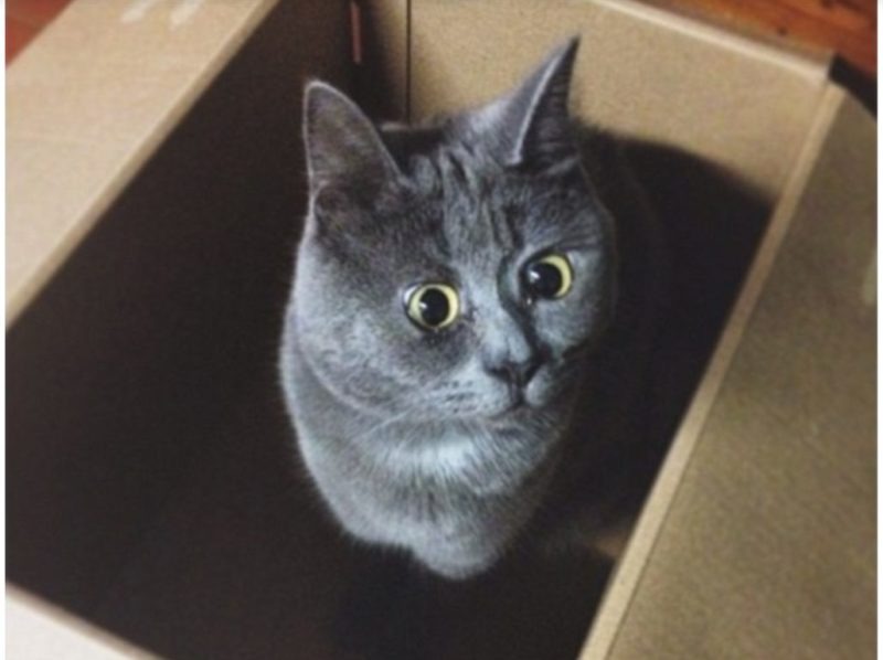 The kitten is famous for his infinitely surprised facial expression: he is pleased