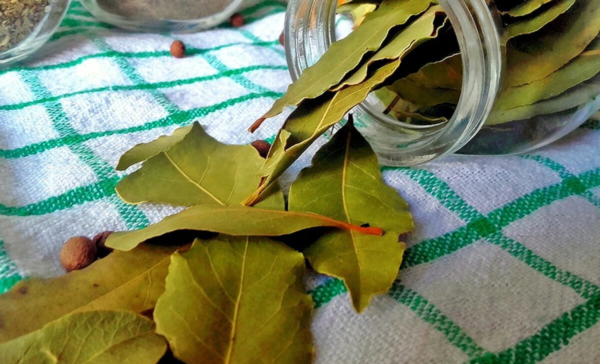 Ecco perché è necessario bruciare le foglie di alloro