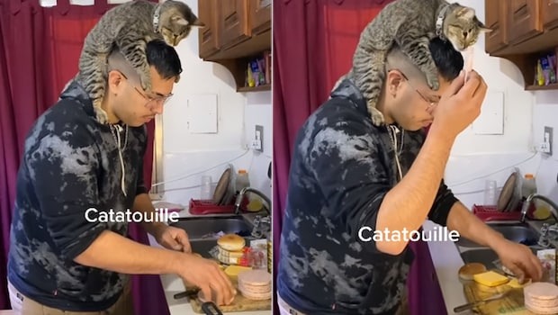 ‘Ratatouille’: A viral video of a cat becoming a chef to help a man impress the Internet ➤ Главное.net