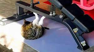 A viral video of a cat working out at the gym to be in perfect shape is taking the internet by storm – watch it ➤ Buzzday.info