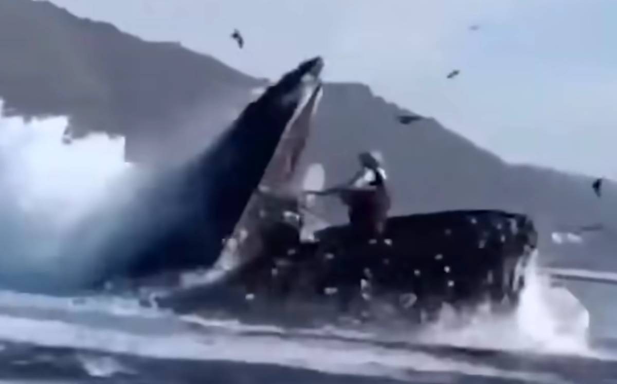 Vidéo. États-Unis : une baleine a avalé deux kayakistes ➤ Buzzday.info