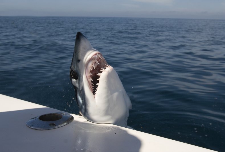 A viral video shows the “startling” moment a shark jumped aboard a fishing boat off the coast of Maine ➤ Buzzday.info