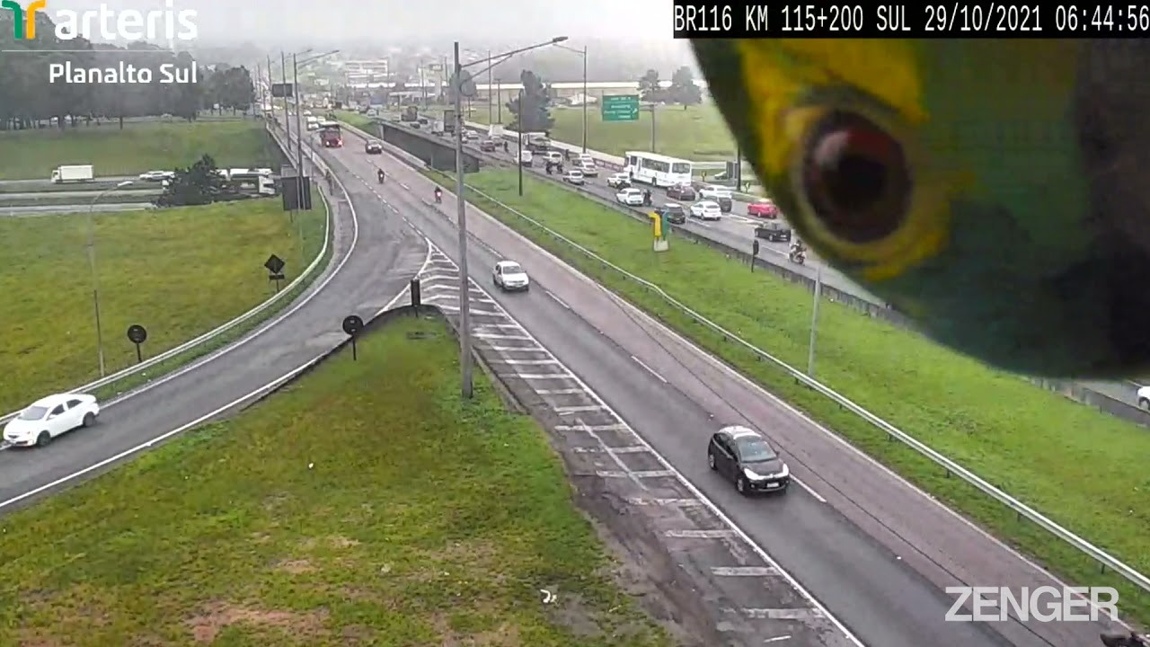 In a viral video, a cute parrot plays peekaboo with a traffic camera, leaving internet users confused – Watch