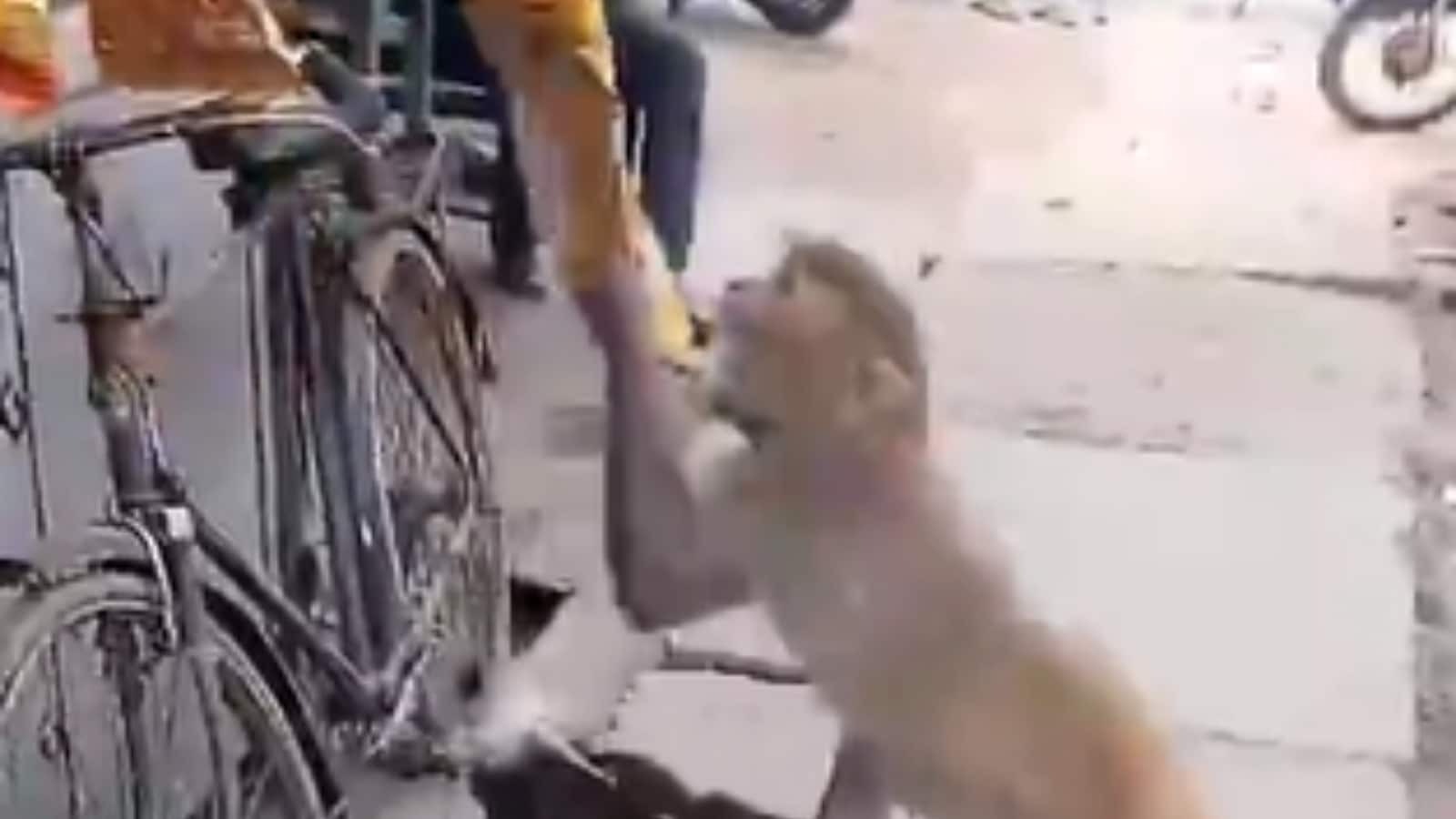 Viral video: How a dog helped a monkey steal chips! Watch as these furry criminals pull off the best heist of their lives