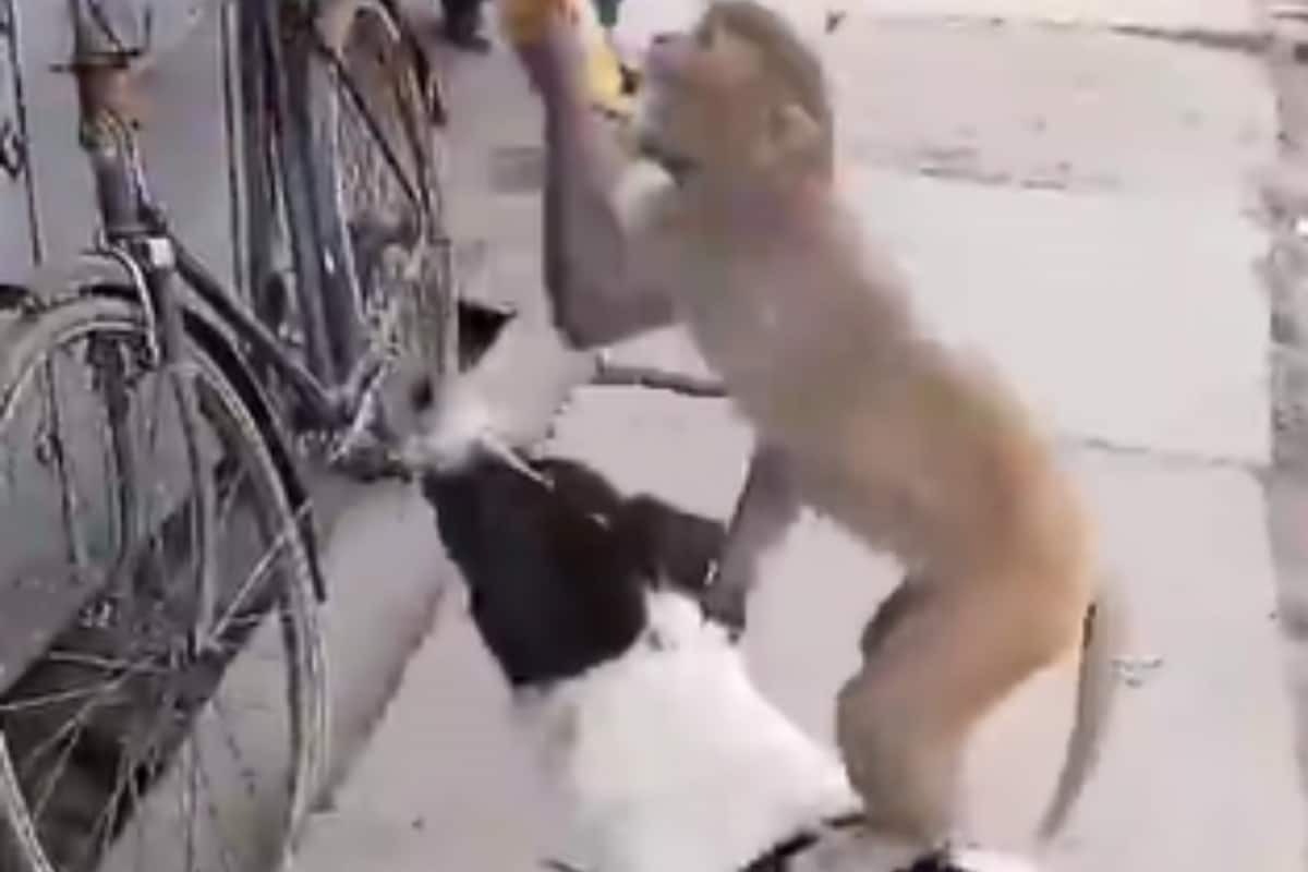 Viral video: How a dog helped a monkey steal chips! Watch as these furry criminals pull off the best heist of their lives