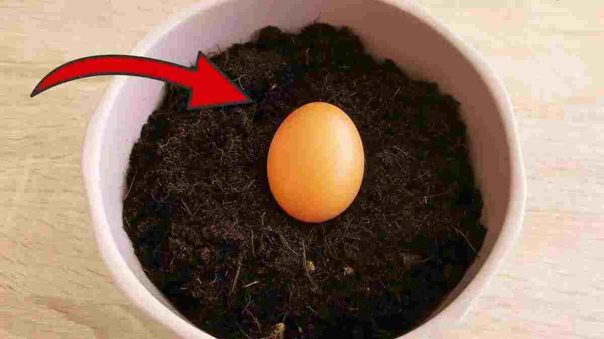 Si vous enterrez un œuf dans un pot de terre, vous obtiendrez des résultats incroyables ➤ Buzzday.info