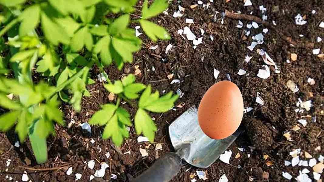 Si vous enterrez un œuf dans un pot de terre, vous obtiendrez des résultats incroyables