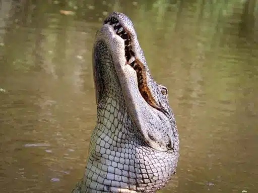 The video shows a crocodile swimming toward a scout troop on a lake in southeast Texas