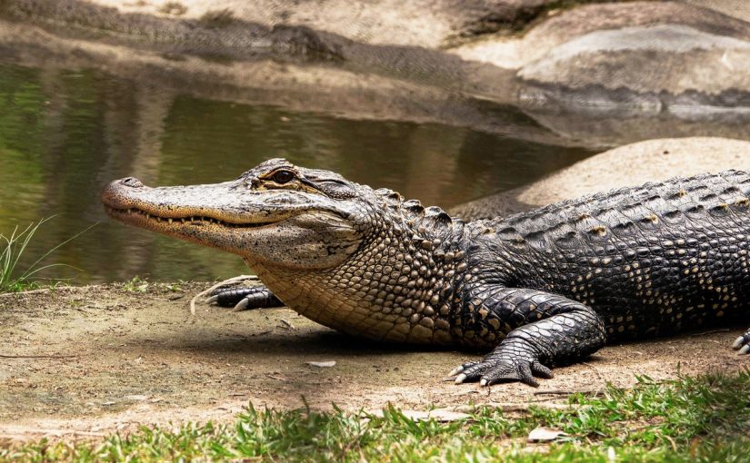 The most dangerous job in the world? Employee feeds fresh meat to 10,000 hungry crocodiles ➤ Buzzday.info