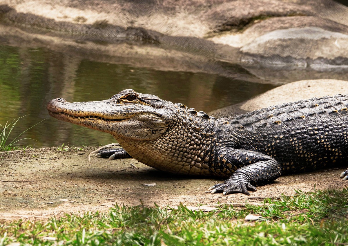 The most dangerous job in the world? Employee feeds fresh meat to 10,000 hungry crocodiles ➤ Buzzday.info