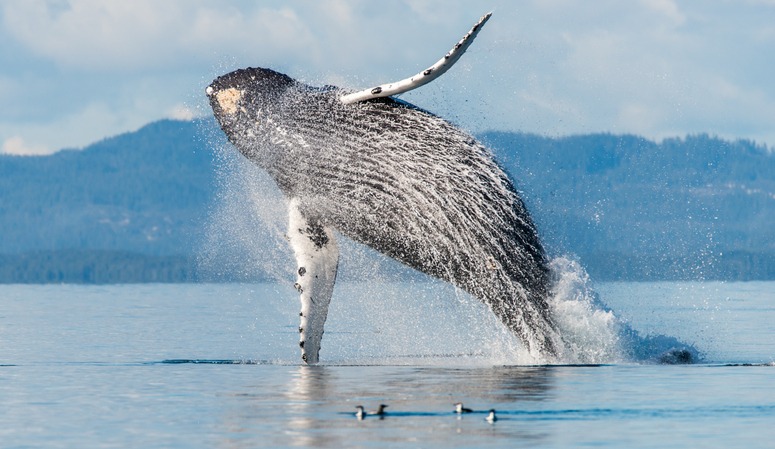 Des touristes et leurs kayaks ont été avalés par une baleine (VIDÉO)