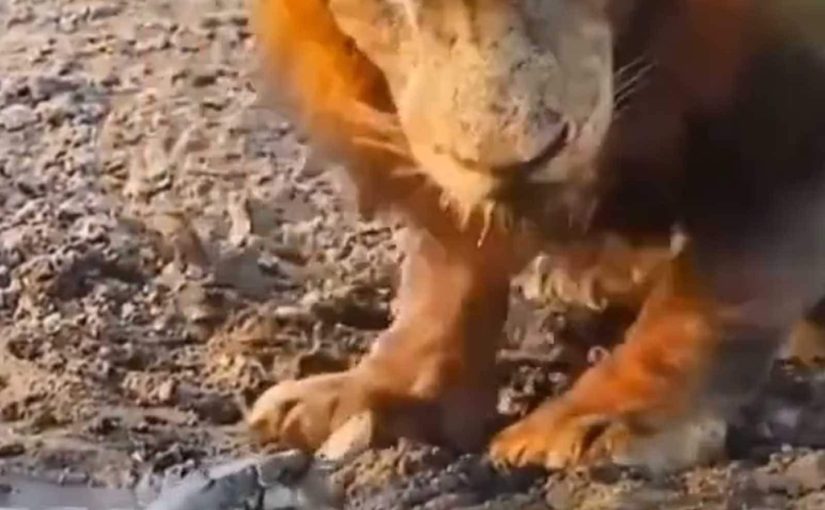 Have you ever seen a tortoise bullying a lion? This video will make you laugh – watch it ➤ Buzzday.info