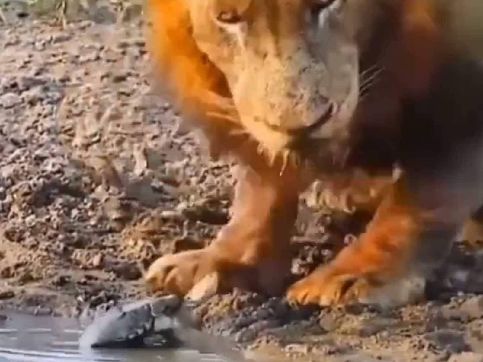 Have you ever seen a tortoise bullying a lion? This video will make you laugh – watch it ➤ Buzzday.info