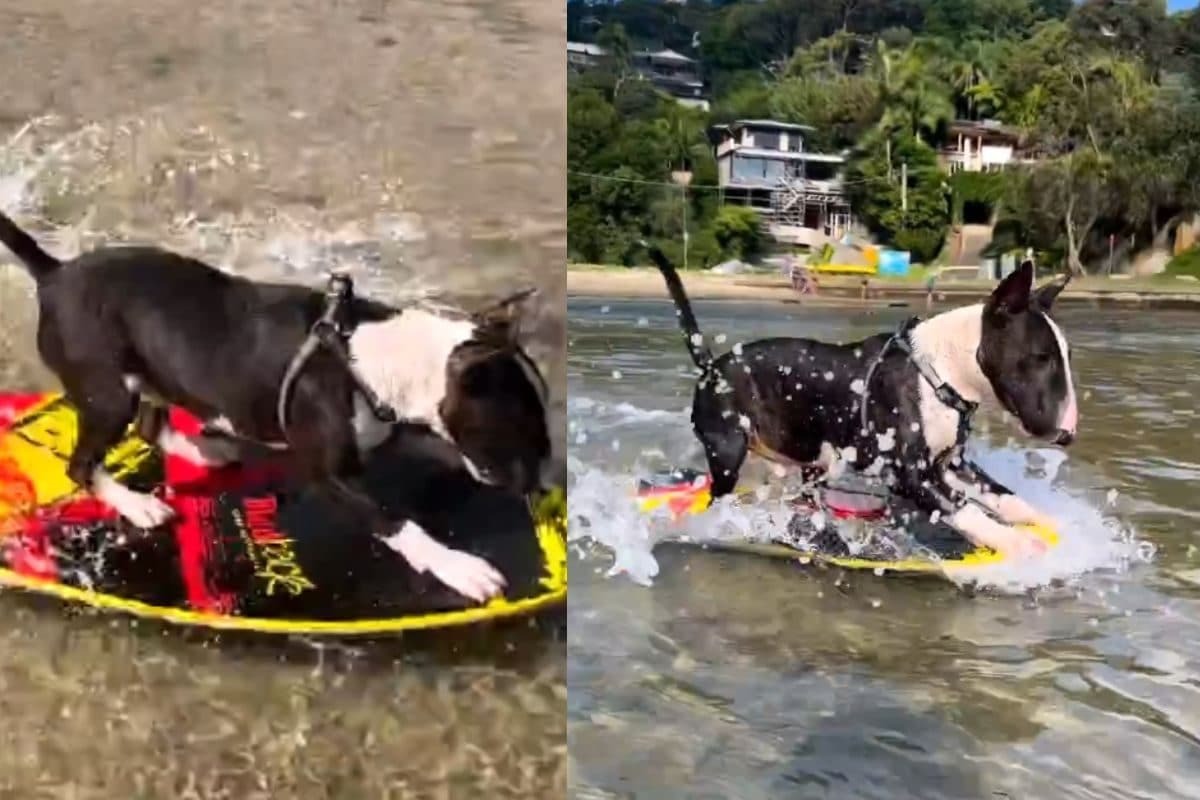 Quickly sailing through the water on a skimboard. The video has gone viral