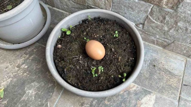 Si vous enterrez un œuf dans un pot de terre, vous obtiendrez des résultats incroyables