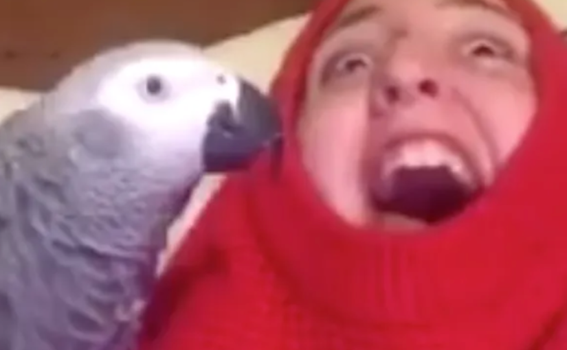 A student and her Yorkshire parrot deserve a comedy sketch. ➤ Buzzday.info