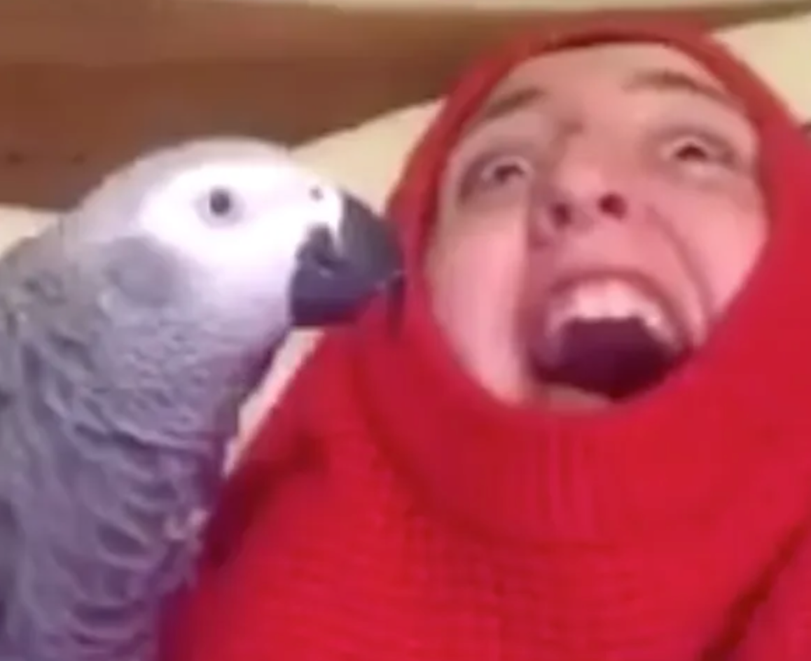 A student and her Yorkshire parrot deserve a comedy sketch. ➤ Buzzday.info