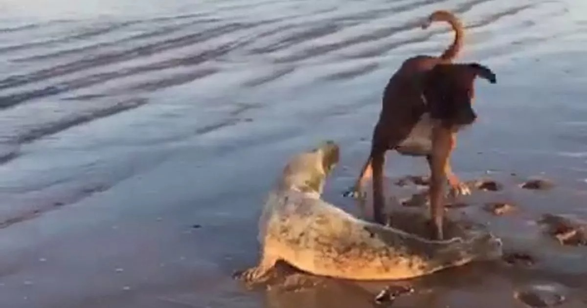 The best thing you will see today is a video of a dog and a seal playing ball on the beach