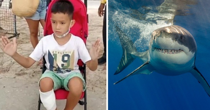 A grandfather was saved from a 6-foot shark attack by punching it in the head