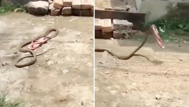 “Fast And Furious”: the video clip of a snake crawling away with a slipper has sent the Internet into a frenzy