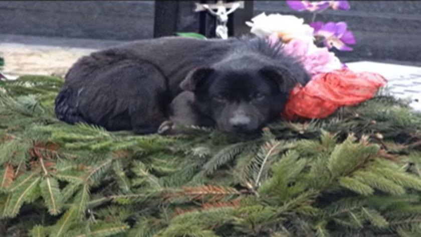 Zmarł najwierniejszy pies świata. Przez ponad siedem lat spał na grobie swojego pana ➤ Buzzday.info