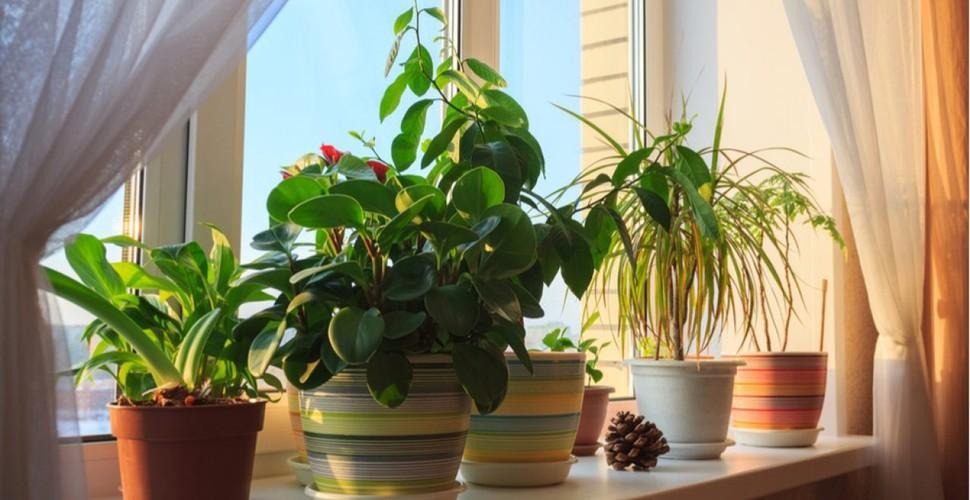 Este mai bine să scăpați de această plantă dacă o aveți acasă ➤ Buzzday.info