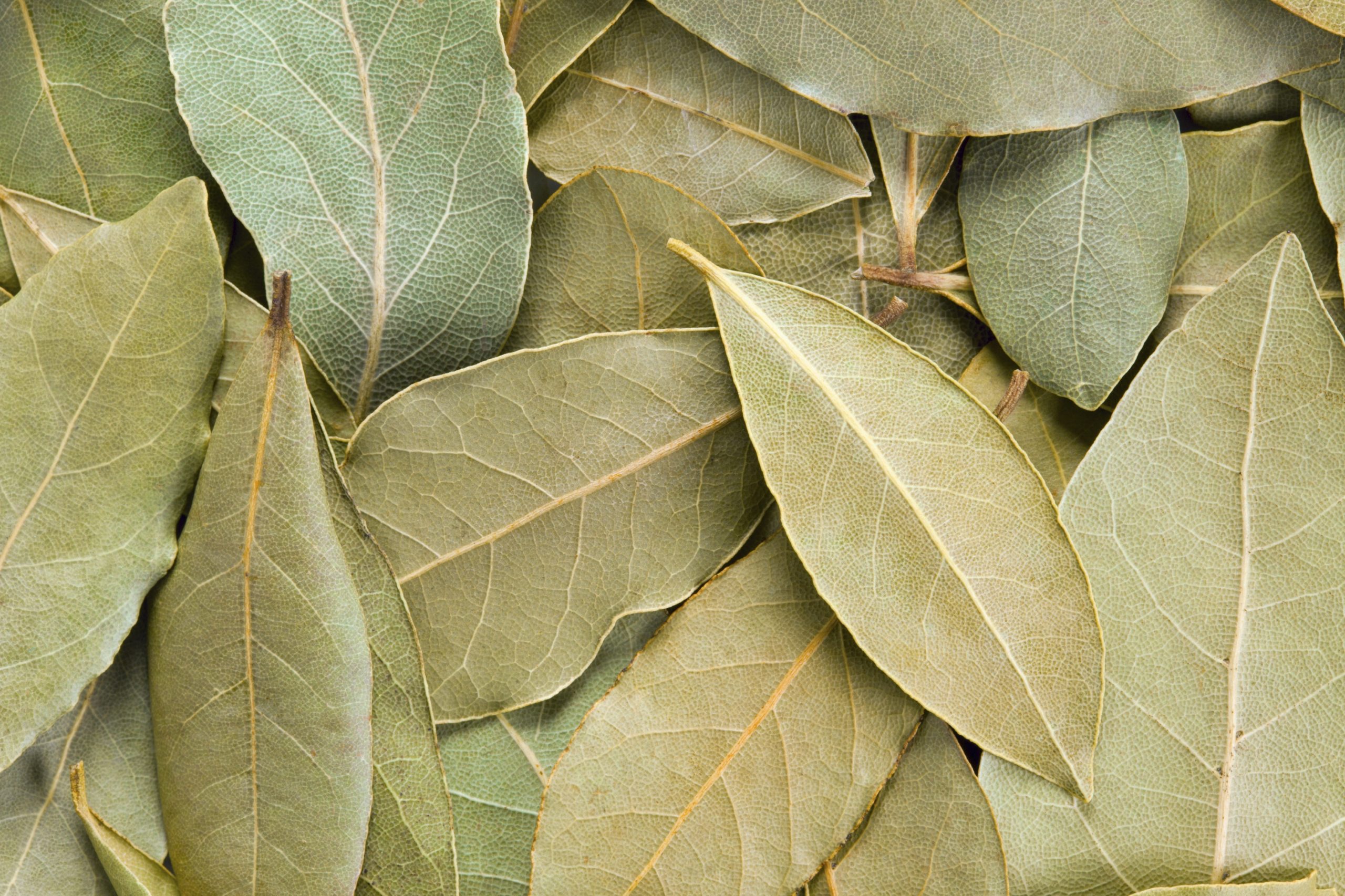 Burning bay leaves: 3 things that will happen if you do it