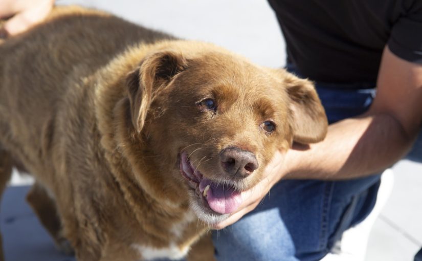 The world’s oldest dog, Bobi, has tragically died ➤ Buzzday.info