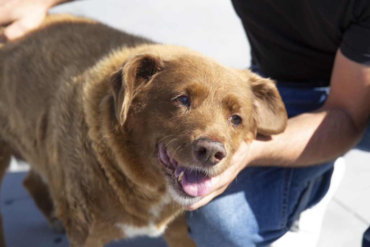 The world’s oldest dog, Bobi, has tragically died ➤ Buzzday.info