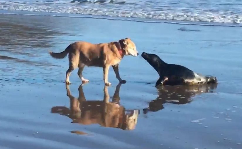 The best thing you will see today is a video of a dog and a seal playing ball on the beach ➤ Buzzday.info