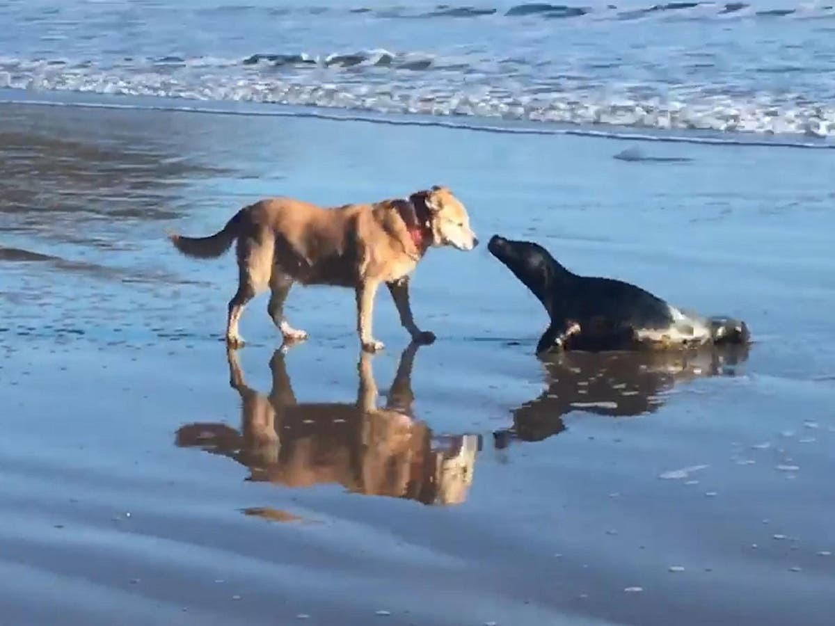 The best thing you will see today is a video of a dog and a seal playing ball on the beach ➤ Buzzday.info