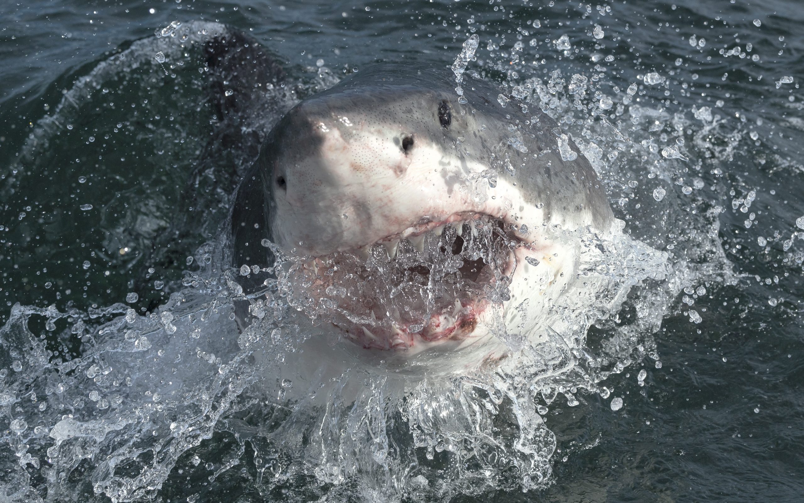 A grandfather was saved from a 6-foot shark attack by punching it in the head ➤ Buzzday.info