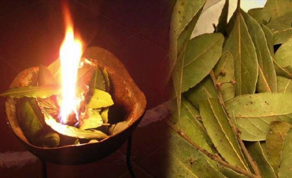 Burning bay leaves: 3 things that will happen if you do it ➤ Buzzday.info
