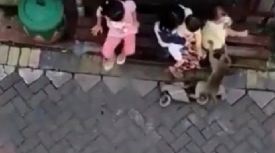 Khoảnh khắc khỉ đi xe đạp lôi đi bé gái, sự thật gây phẫn nộ ➤ Buzzday.info