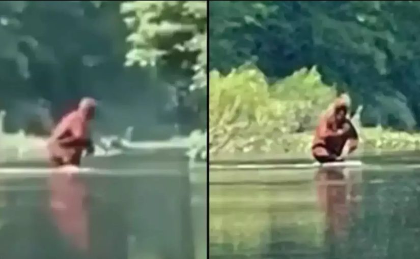 A “Bigfoot” sighting captured on video that has left experts baffled ➤ Buzzday.info