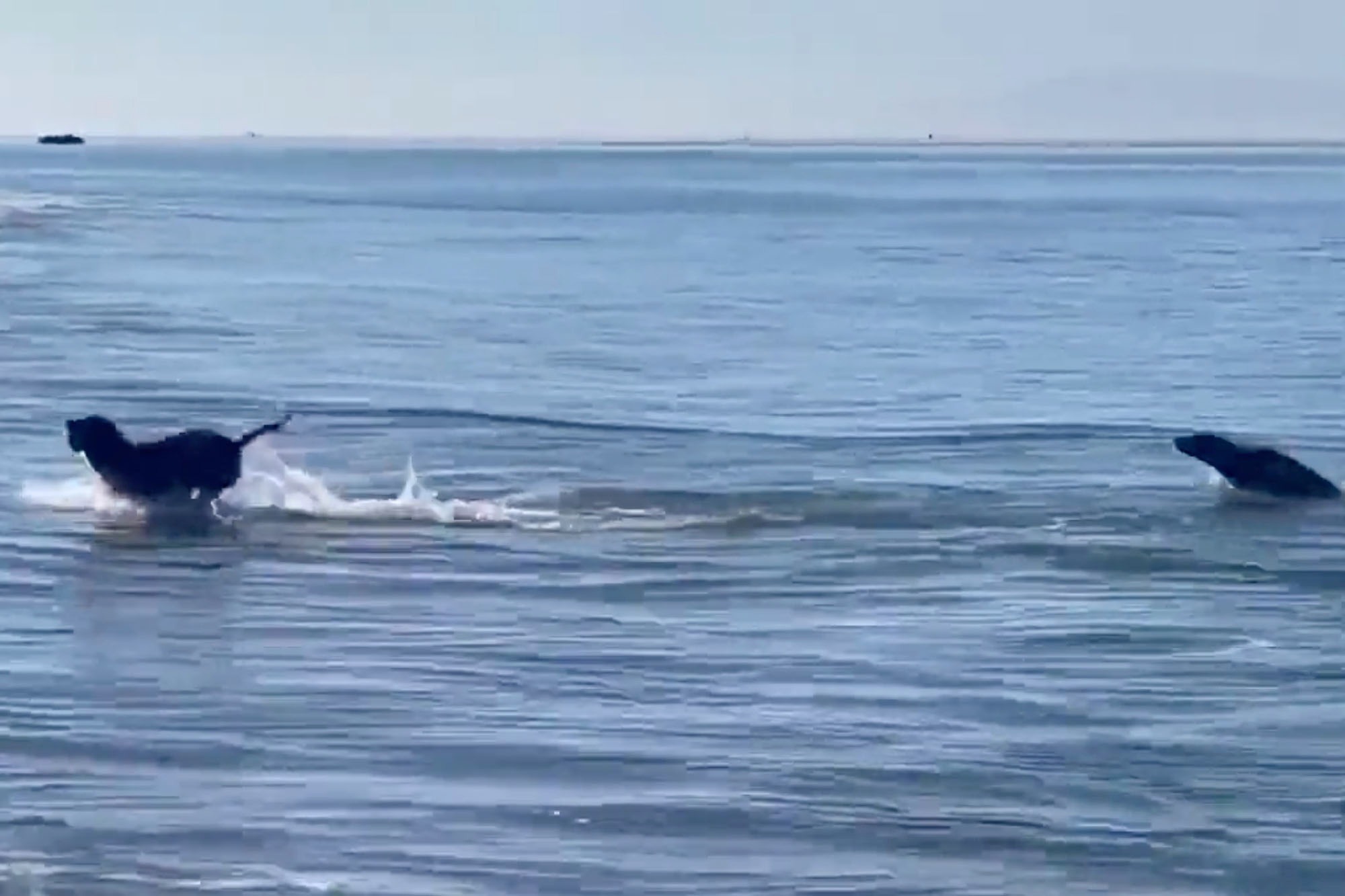 The best thing you will see today is a video of a dog and a seal playing ball on the beach