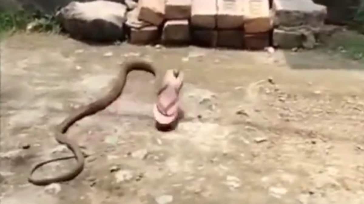 “Fast And Furious”: the video clip of a snake crawling away with a slipper has sent the Internet into a frenzy