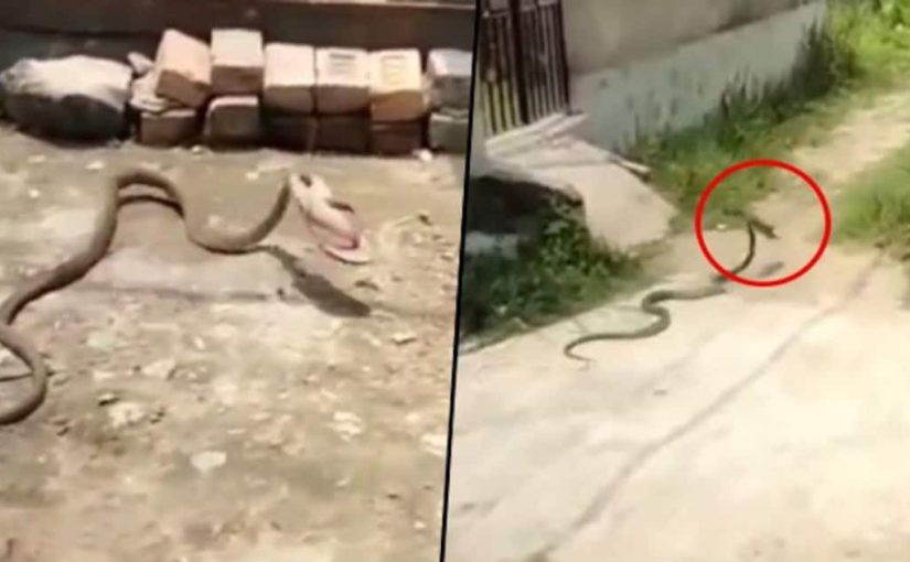 “Fast And Furious”: the video clip of a snake crawling away with a slipper has sent the Internet into a frenzy ➤ Buzzday.info