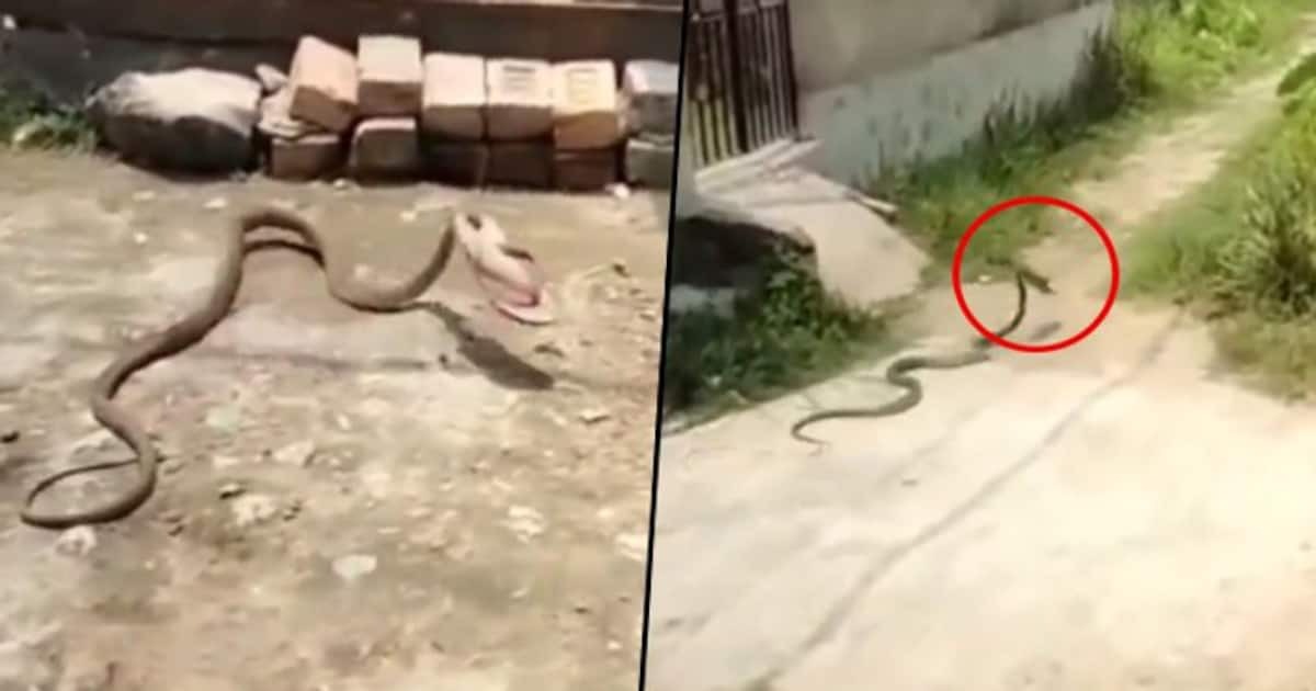 “Fast And Furious”: the video clip of a snake crawling away with a slipper has sent the Internet into a frenzy ➤ Buzzday.info