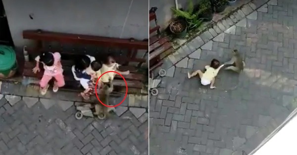 Clip: Khoảnh khắc khỉ đi xe đạp lôi đi bé gái, sự thật gây phẫn nộ ➤ Buzzday.info