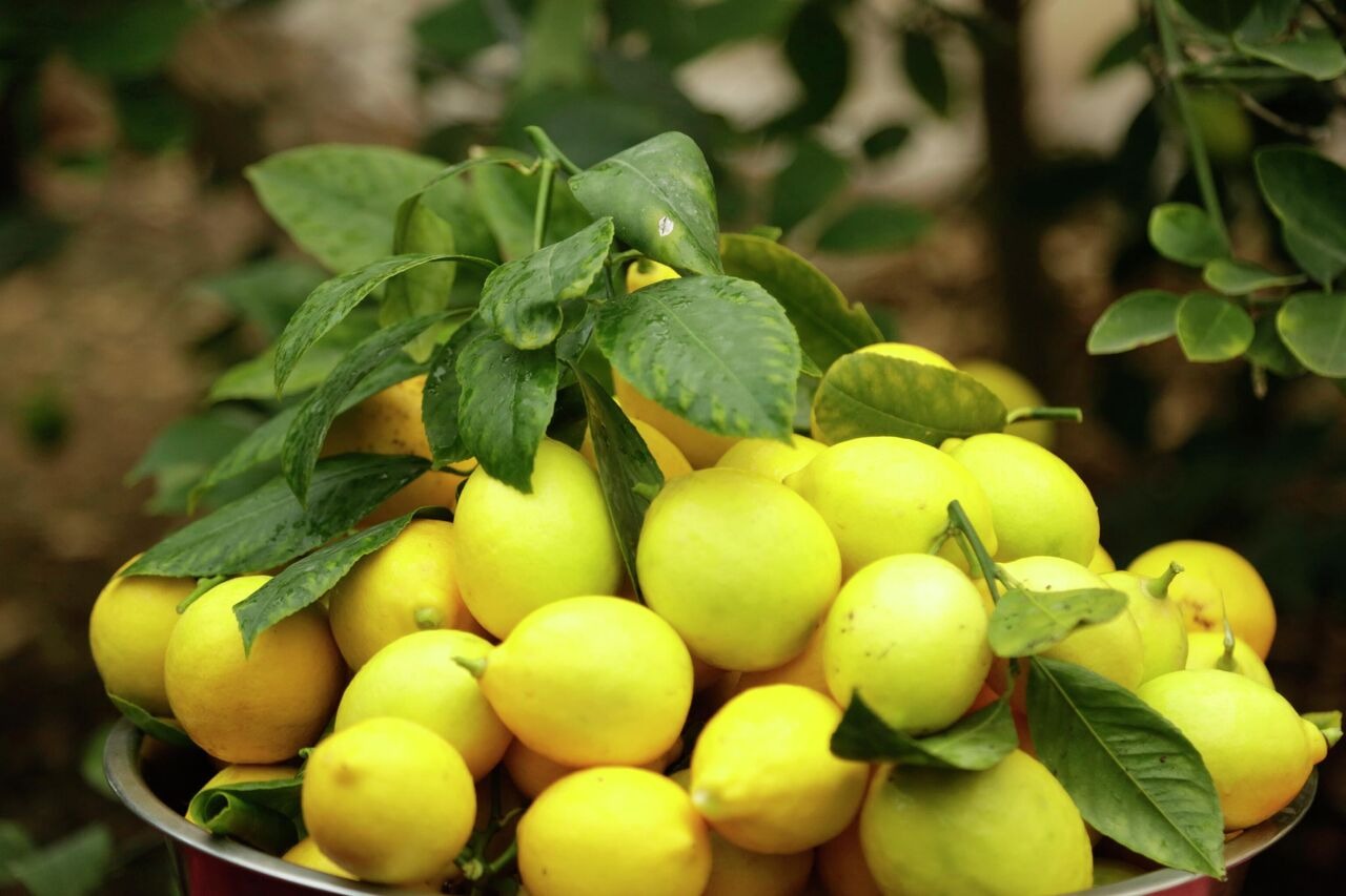 Mettez un citron dans votre oreille : vous serez surpris