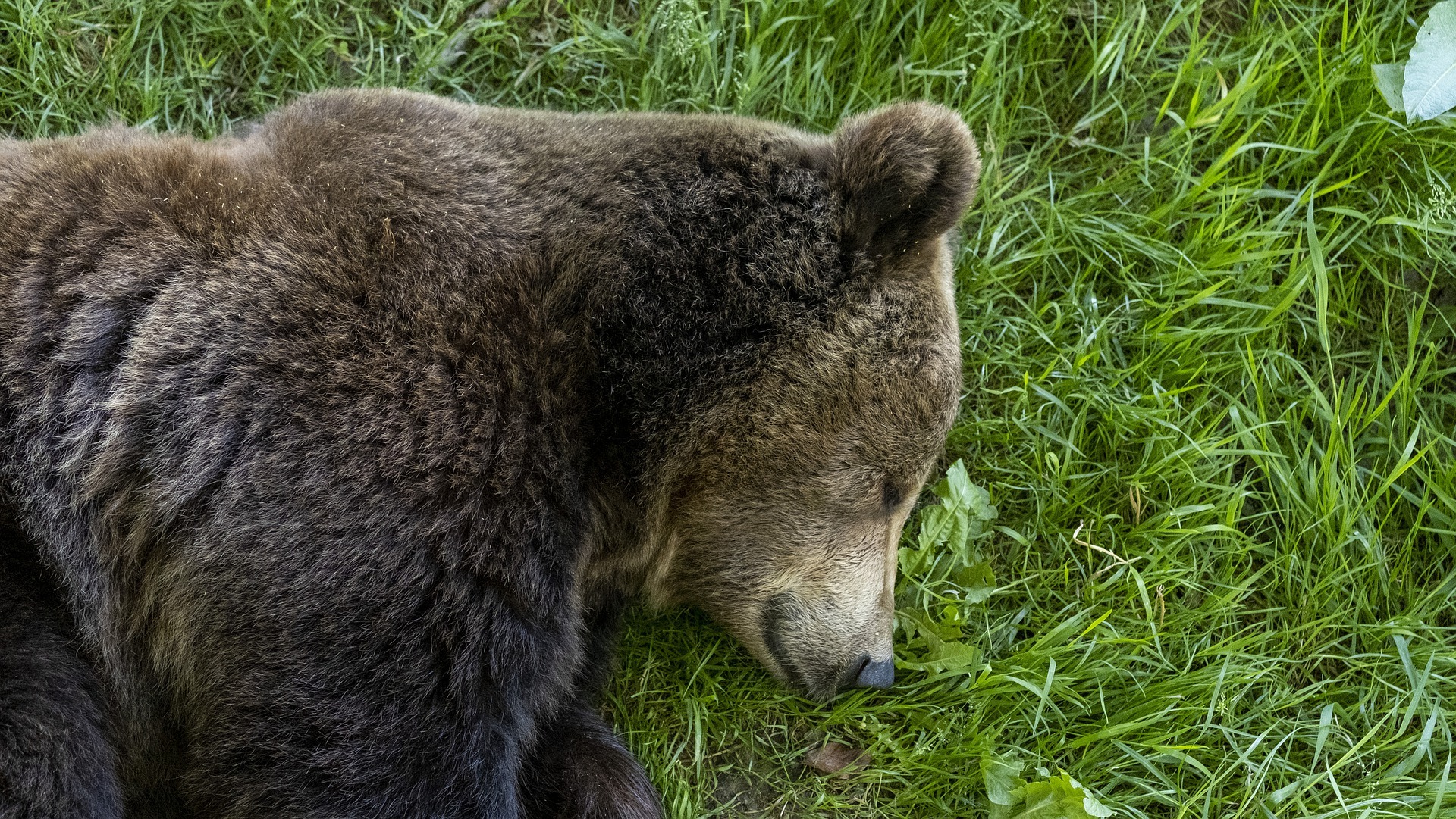 Ce i-a făcut ursul bărbatului care a salvat puiul de urs din râu