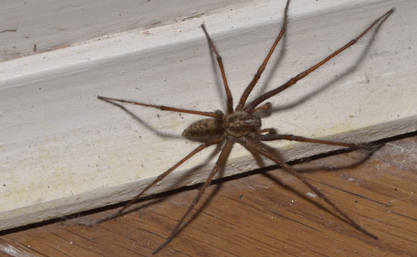 You Can Banish Spiders For Good With This One Household Product ➤ Buzzday.info