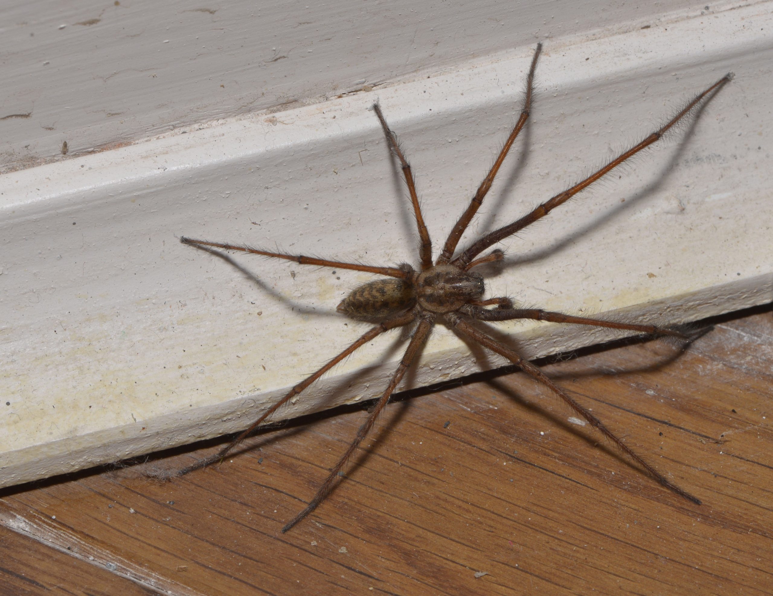 You Can Banish Spiders For Good With This One Household Product ➤ Buzzday.info
