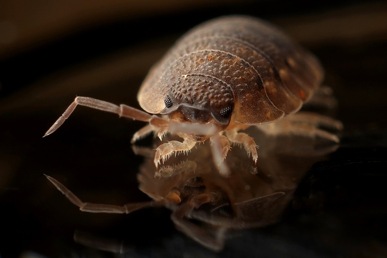 Say Goodbye To Bed Bugs With This Easy Hack