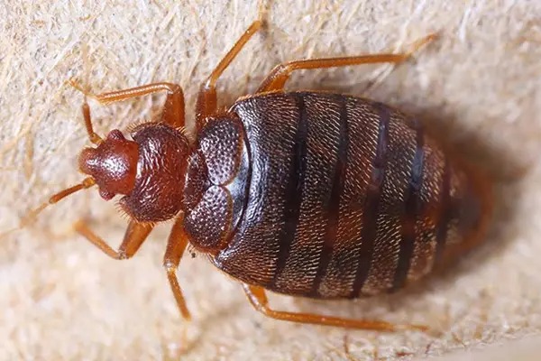 Say Goodbye To Bed Bugs With This Easy Hack