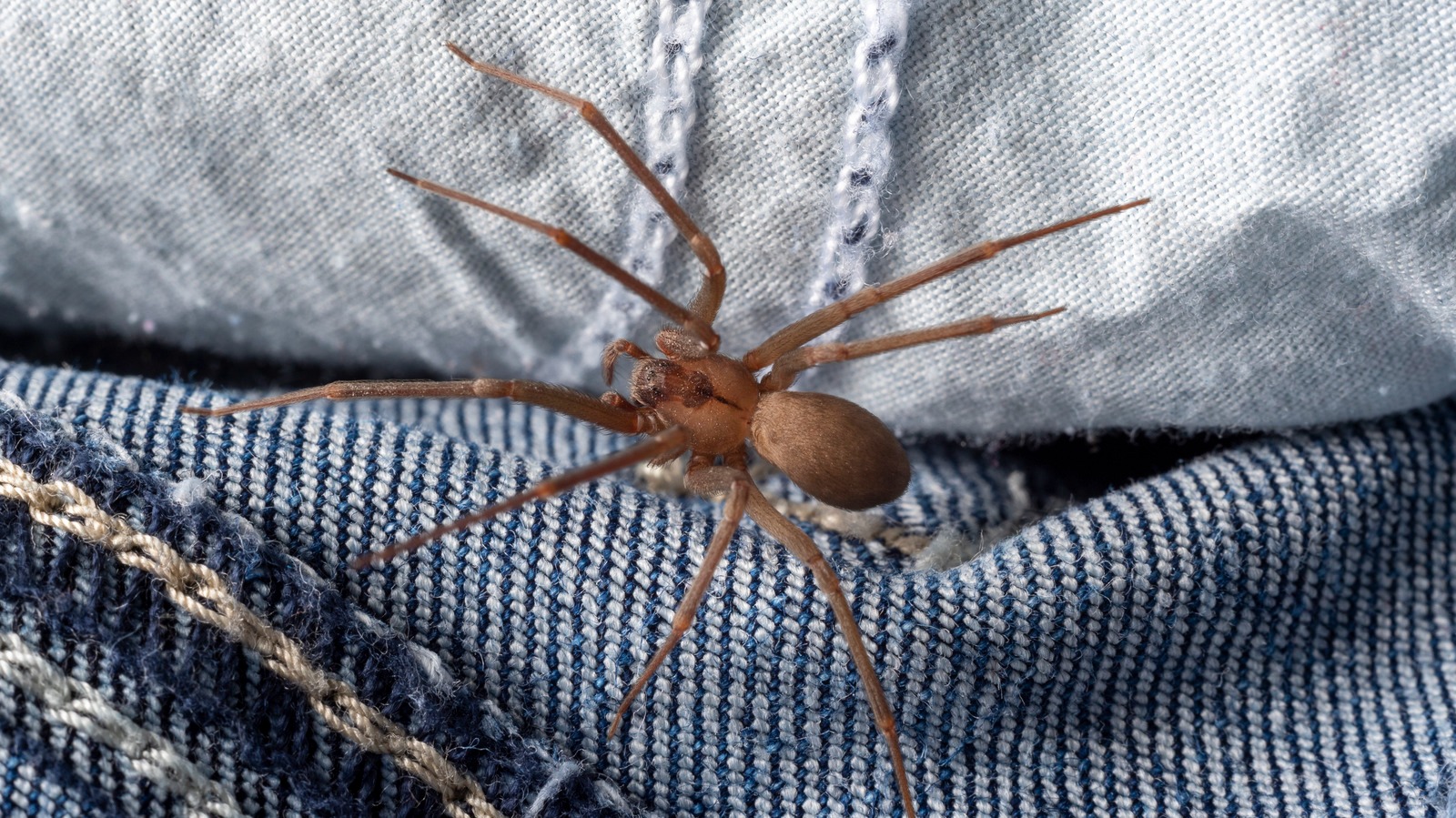 You Can Banish Spiders For Good With This One Household Product