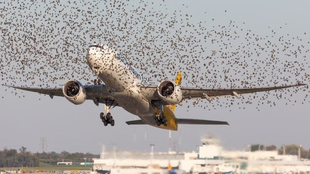 The plane was attacked by a swarm of birds while in flight, causing the pilot to burst into tears