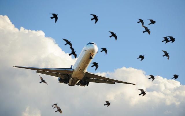 The plane was attacked by a swarm of birds while in flight, causing the pilot to burst into tears